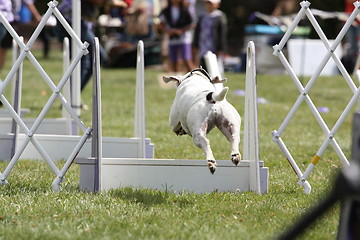 Image showing Dog Exercising