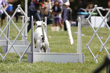 Image showing Dog Exercising