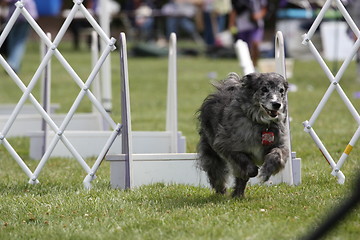 Image showing Dog Exercising