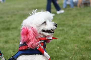 Image showing Poodle