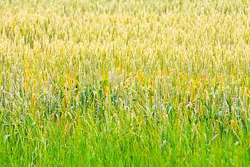 Image showing Wheat crops 2