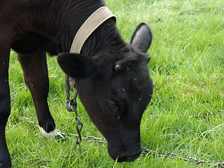 Image showing Nice black calf