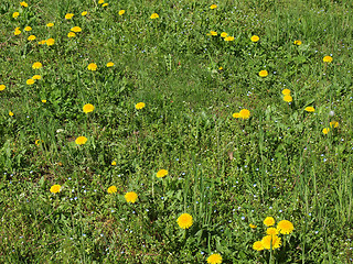 Image showing Grass meadow