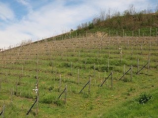 Image showing Grapevine vitis