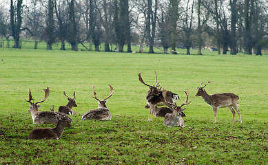 Image showing Deer