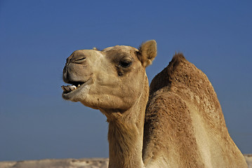 Image showing camel