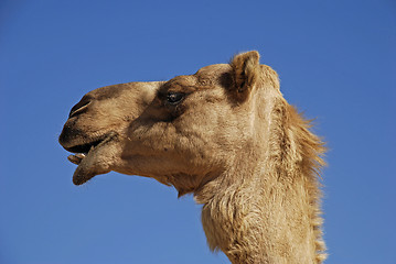 Image showing camel