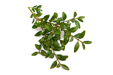 Image showing Boxwood