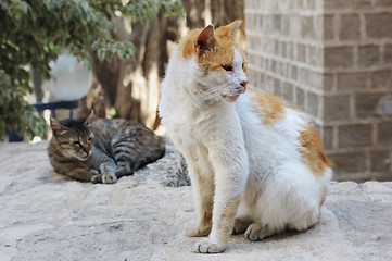 Image showing Stray cats in Jerusalem.