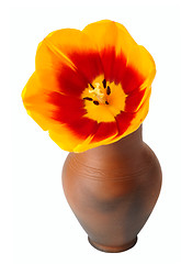 Image showing Tulip flower in a pot of red clay.