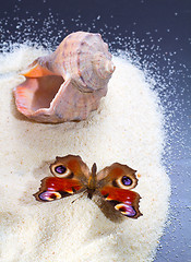 Image showing Seashell 5