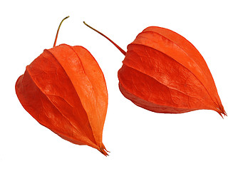 Image showing Physalis, isolated