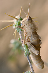 Image showing Grasshopper