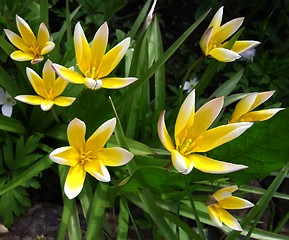 Image showing Tulipa tarda