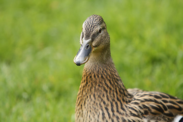 Image showing Duck