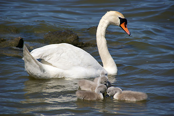 Image showing White swans 