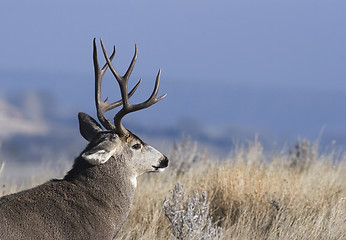 Image showing City buck