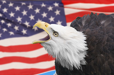 Image showing Eagle composite