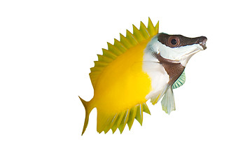 Image showing Fox face fish