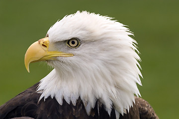 Image showing Eagle