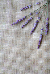 Image showing Bunch of lavender flowers on sackcloth background 