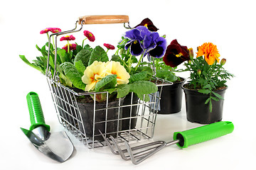 Image showing Flower Shopping