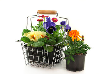 Image showing Flower Shopping