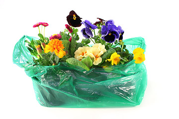 Image showing Flower Shopping