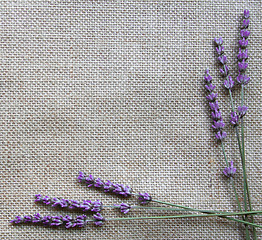 Image showing Lavender flowers on sackcloth background