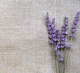 Image showing Bunch of lilac lavender flowers on sackcloth 