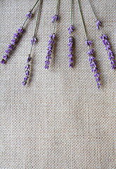 Image showing Bunch of lavender flowers on sackcloth 