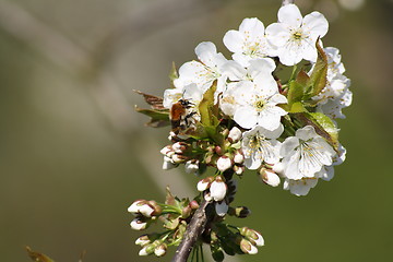 Image showing bumblebee