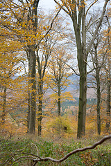 Image showing forest in the Harz