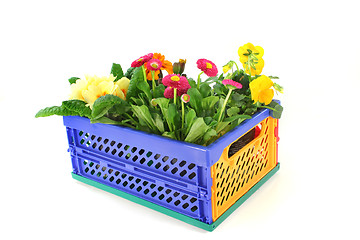 Image showing Balcony plants in a folding box