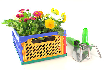 Image showing Balcony plants in a folding box