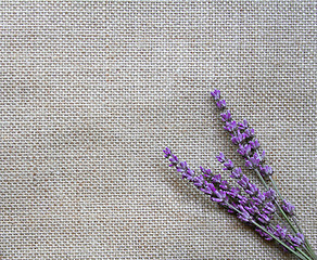 Image showing Lavender flowers on sackcloth background