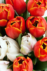 Image showing red and white tulips