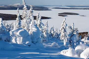 Image showing trees in the snow