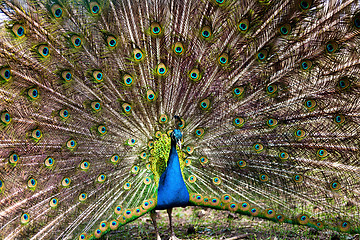 Image showing Peacock