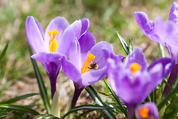 Image showing Bee on a flower