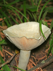 Image showing Wild mushroom genus of champignons