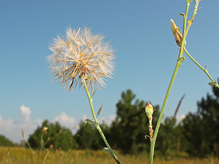 Image showing Inflorescence with seed