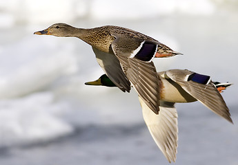 Image showing Ducks in flight