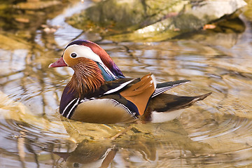 Image showing Mandarin duck