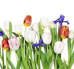 Image showing flowers tulips, iris