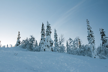 Image showing trees in the snow