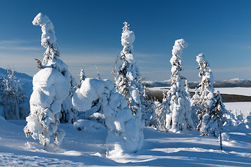 Image showing trees in the snow