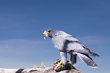 Image showing Peregrine Falcon