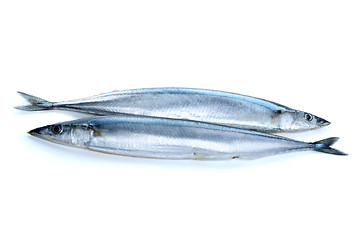 Image showing Two fresh pacific saury fishes