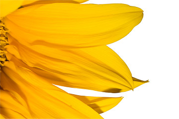 Image showing Sunflower